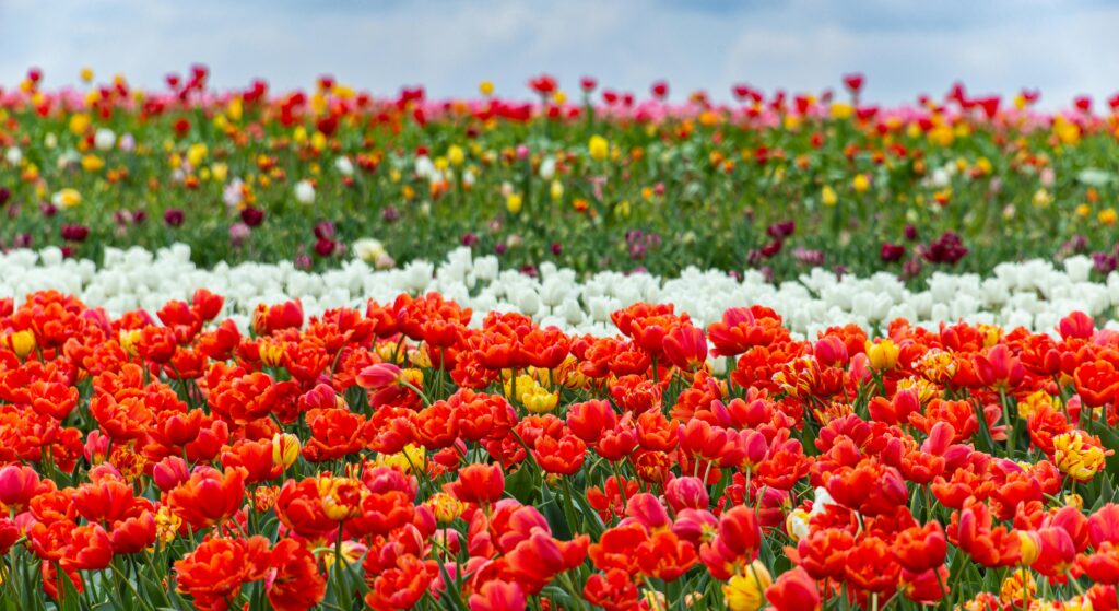 Amsterdam Tulip Garden